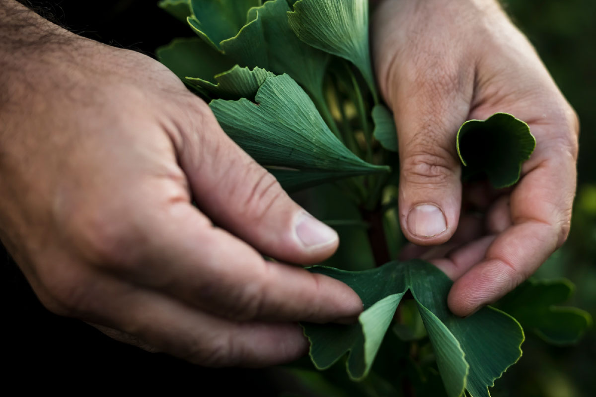 Dr. Willmar Schwabe APOTHEKENTOUR