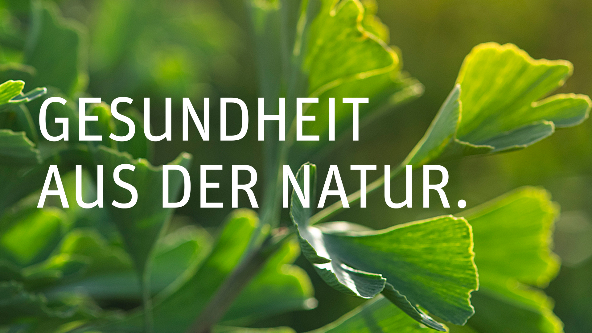 Grüne Ginkgo-Blätter im Gegenlicht der Sonne, darüber der Schriftzug „Gesundheit aus der Natur.“ in weißer Schrift, vermittelt einen natürlichen und gesundheitsbezogenen Eindruck.